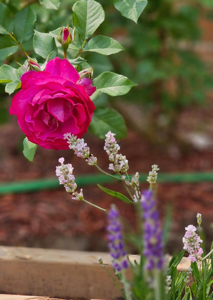 Candle - Rose & lavender